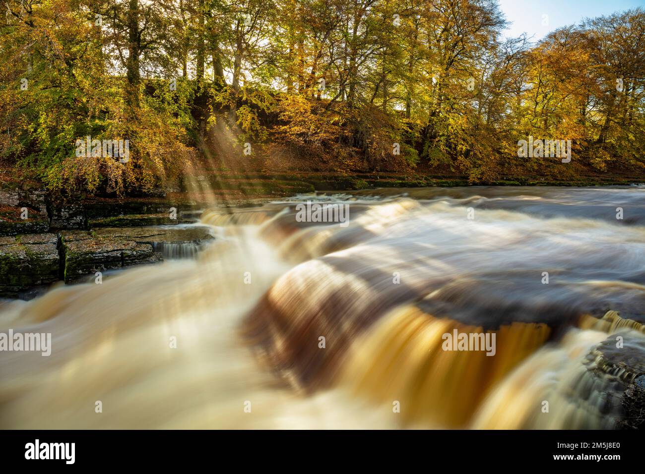 Yorkshire Dales National Park Lower Aysgarth cade sul fiume Ure con colori autunnali Wensleydale Yorkshire Dales North Yorkshire Inghilterra Regno Unito Foto Stock