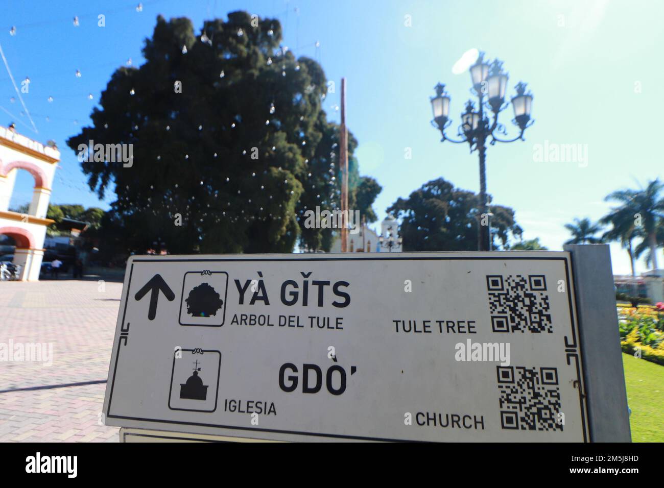 28 dicembre 2022, Santa Maria El Tule, Messico: Vista generale del gigantesco e unico ginepro chiamato 'El árbol del Tule', una delle bellezze naturali di Oaxaca con più di 2.000 anni, L'albero ha un'altezza di 40 metri e un diametro di 52,58 m. si trova a Santa María El Tule, a 12 km dalla città di Oaxaca. 28 dicembre 2022 a Santa Maria El Tule, Messico. (Foto di Carlos Santiago/ Eyepix Group/Sipa USA) Credit: Sipa USA/Alamy Live News Foto Stock