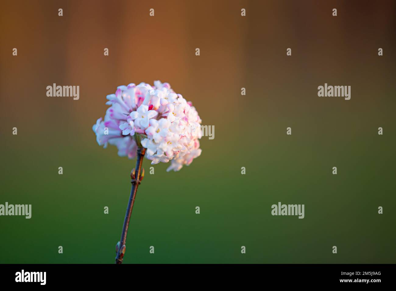 Primo piano di una rosa guelder fiorente (viburnum x bodnantense) al sole Foto Stock