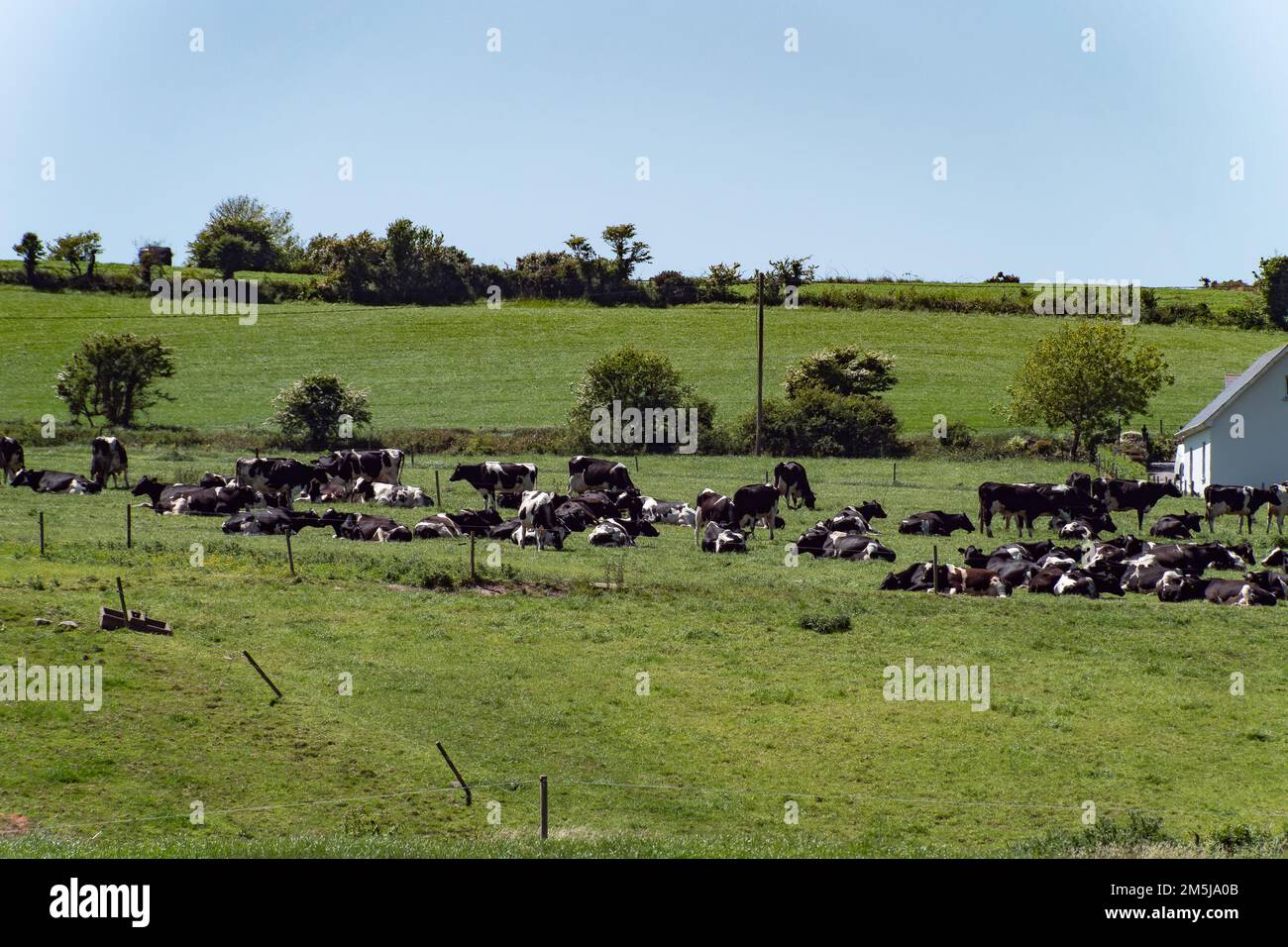 Una mandria di mucche in un paddock in una giornata di sole primaverile. Animali sul campo di fattoria, pascolo. Paesaggio agricolo. Mucca bianca e nera su fiel verde d'erba Foto Stock