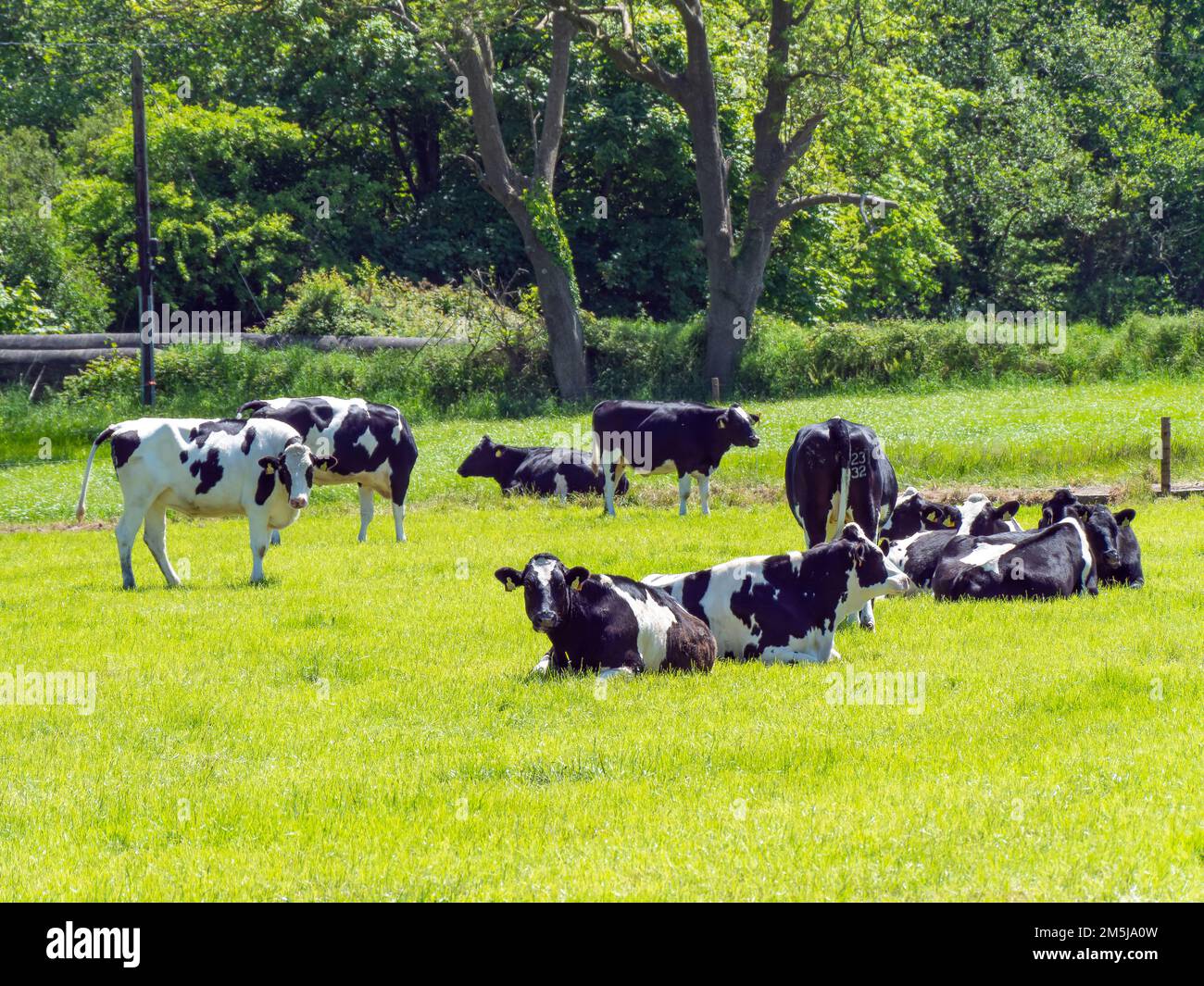 Diverse giovenche su un pascolo verde in una soleggiata giornata primaverile. Mucche di fattoria sul pascolo libero. Paesaggio agricolo. Mucca bianca e nera su prato verde Foto Stock