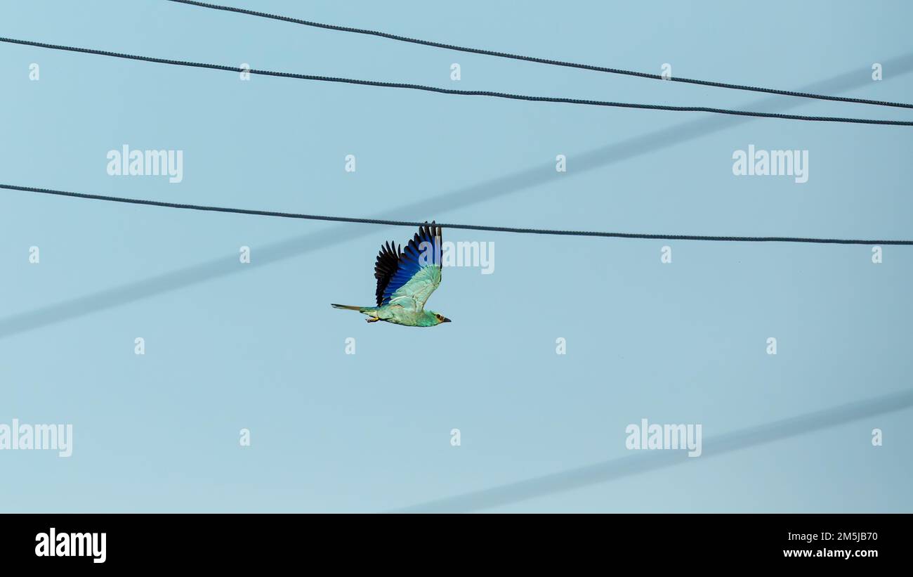 Un rullo blu europeo nel Delta del Danubio Foto Stock