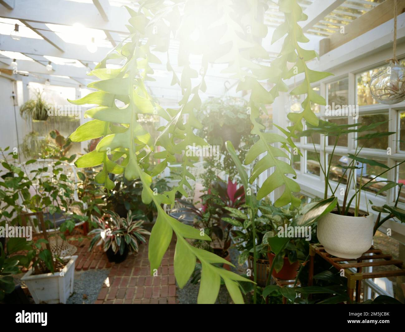 Interno della serra Foto Stock