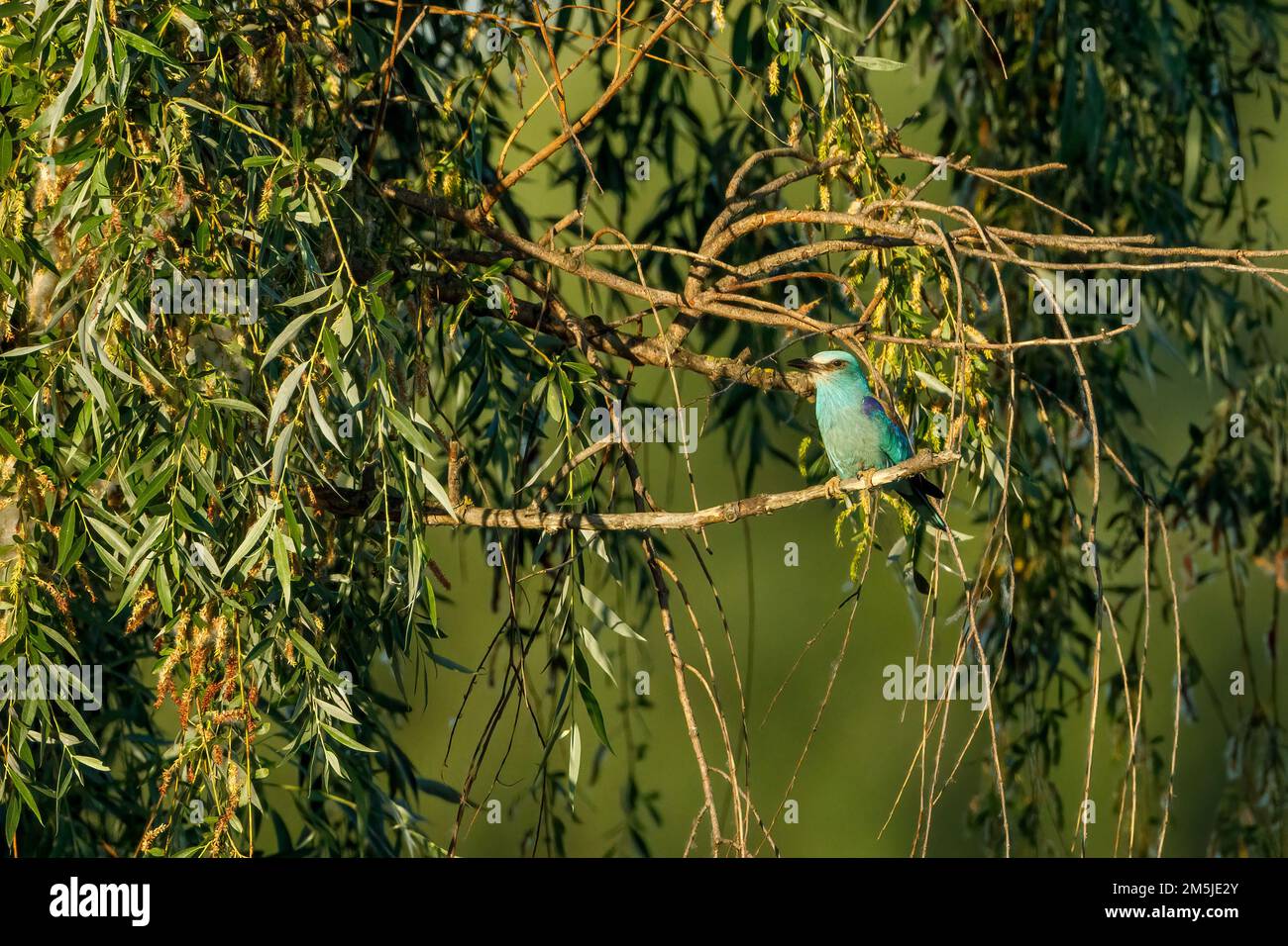 Un rullo blu europeo nel Delta del Danubio Foto Stock