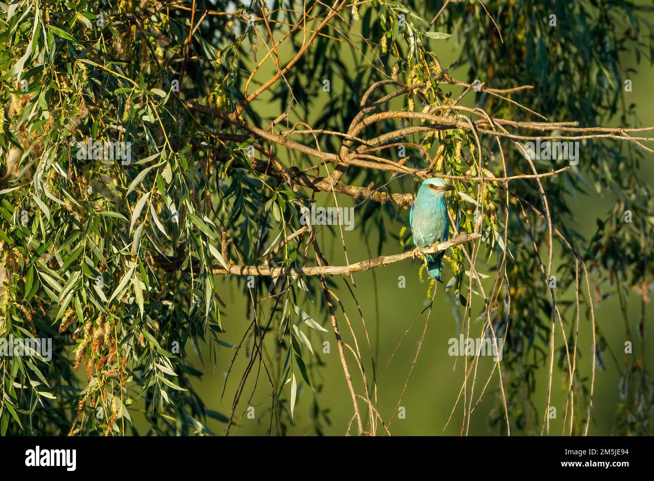 Un rullo blu europeo nel Delta del Danubio Foto Stock