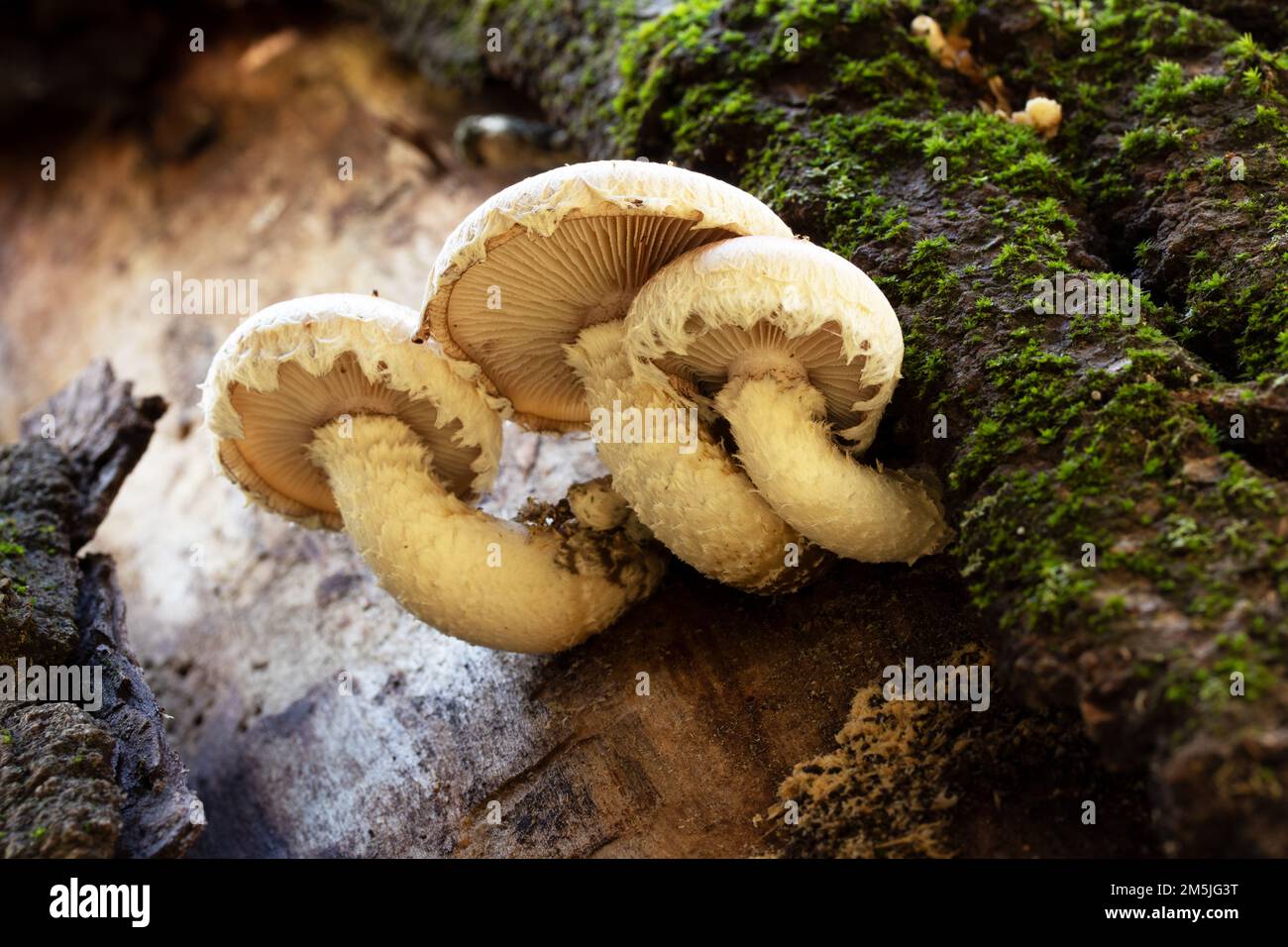 Fungo di Pholiota Foto Stock