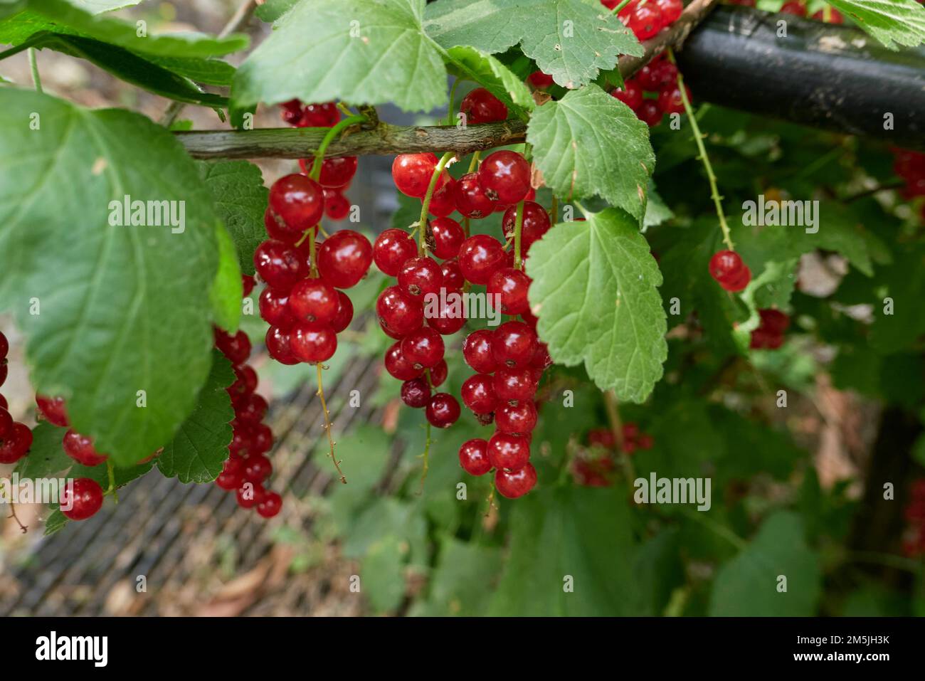 Ribes rubrum ramo con frutta fresca matura Foto Stock