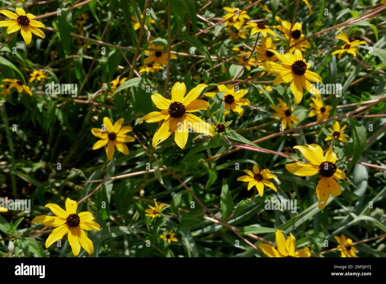 Rudbeckia triloba fiori gialli Foto Stock