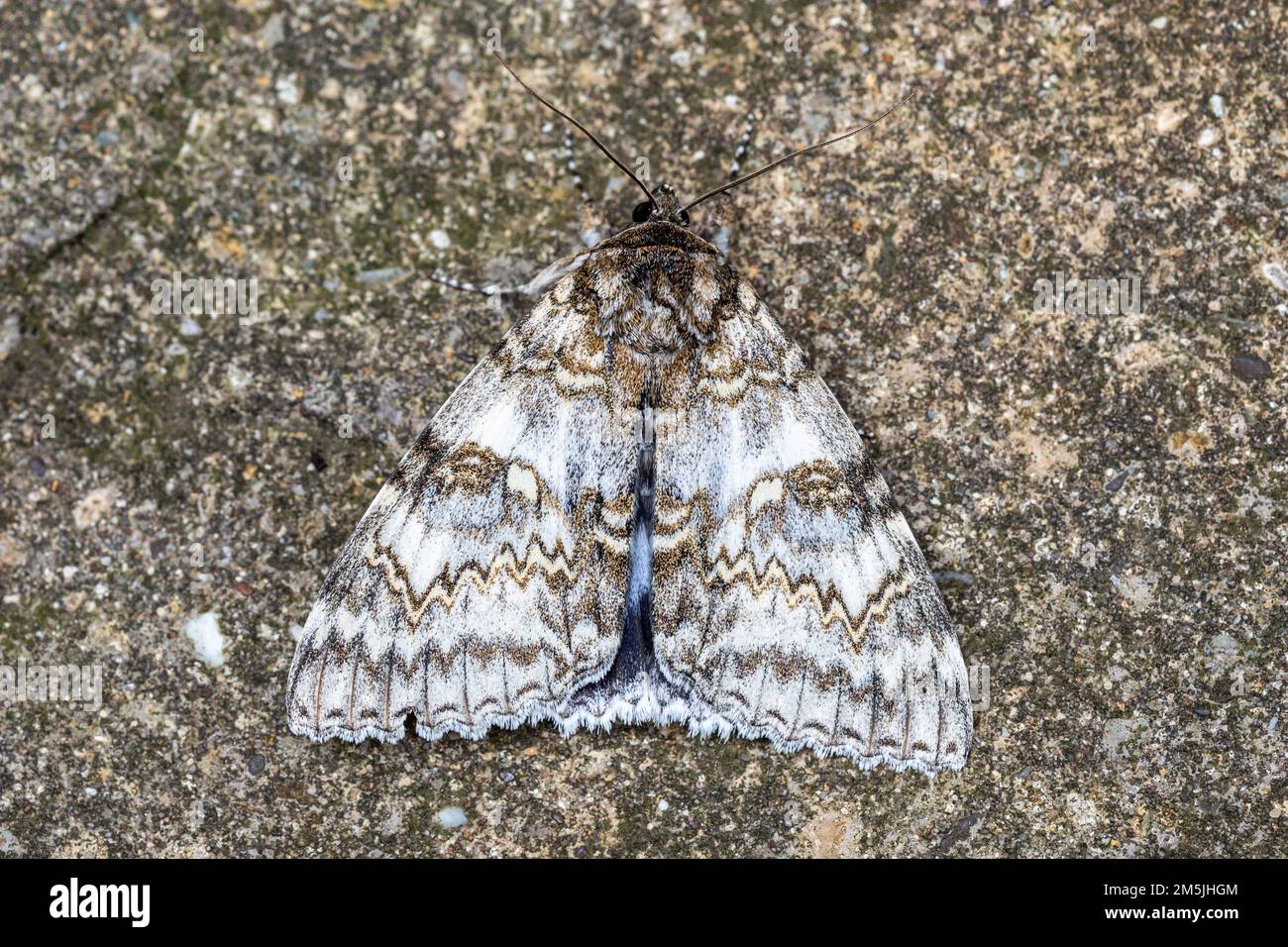 Catocala fraxini (Erebidae) - Crowden Nonpareil o Blue Underwing moth. Adulto a riposo Foto Stock