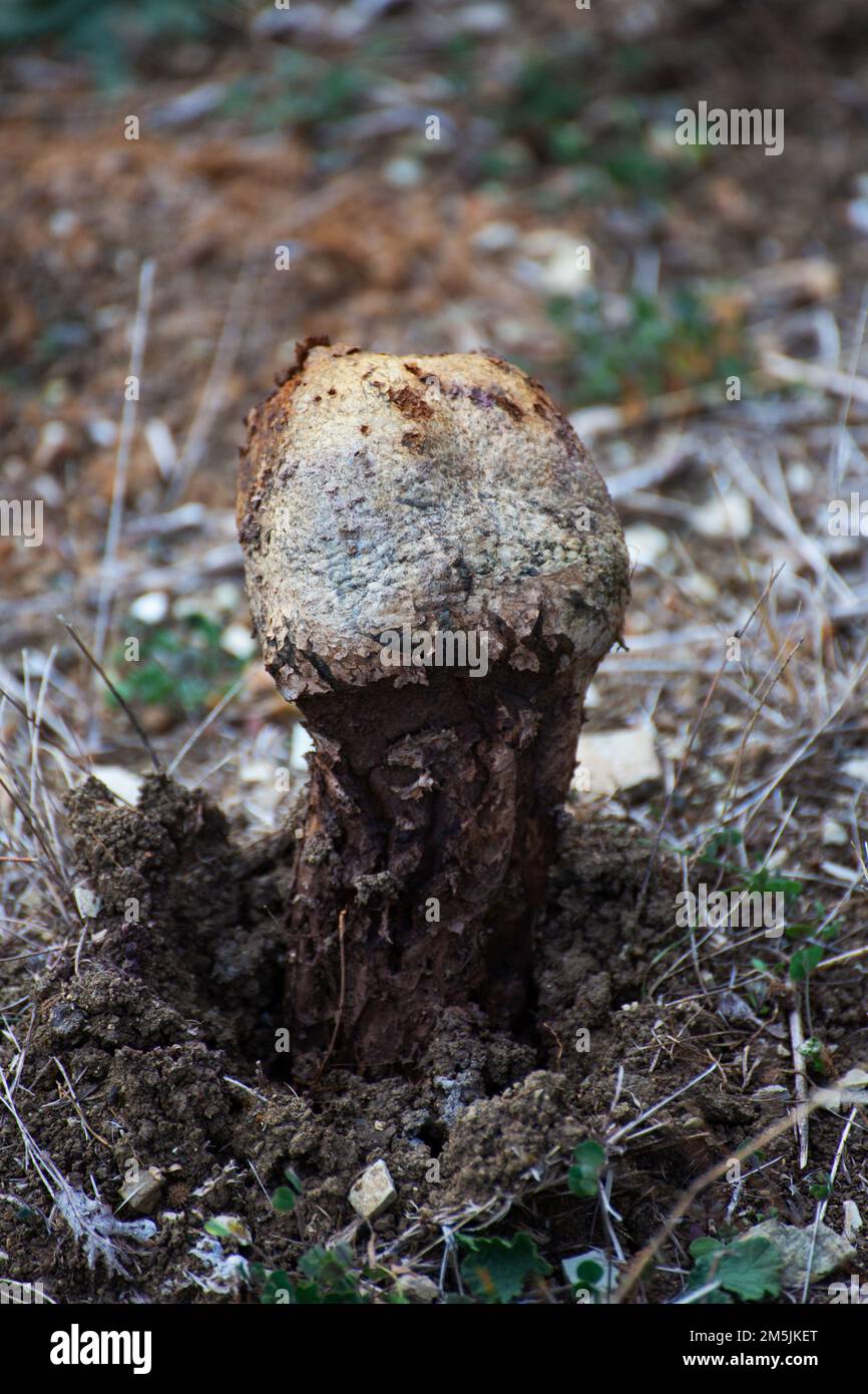 funghi autunnali. Tartufo bohémien Foto Stock