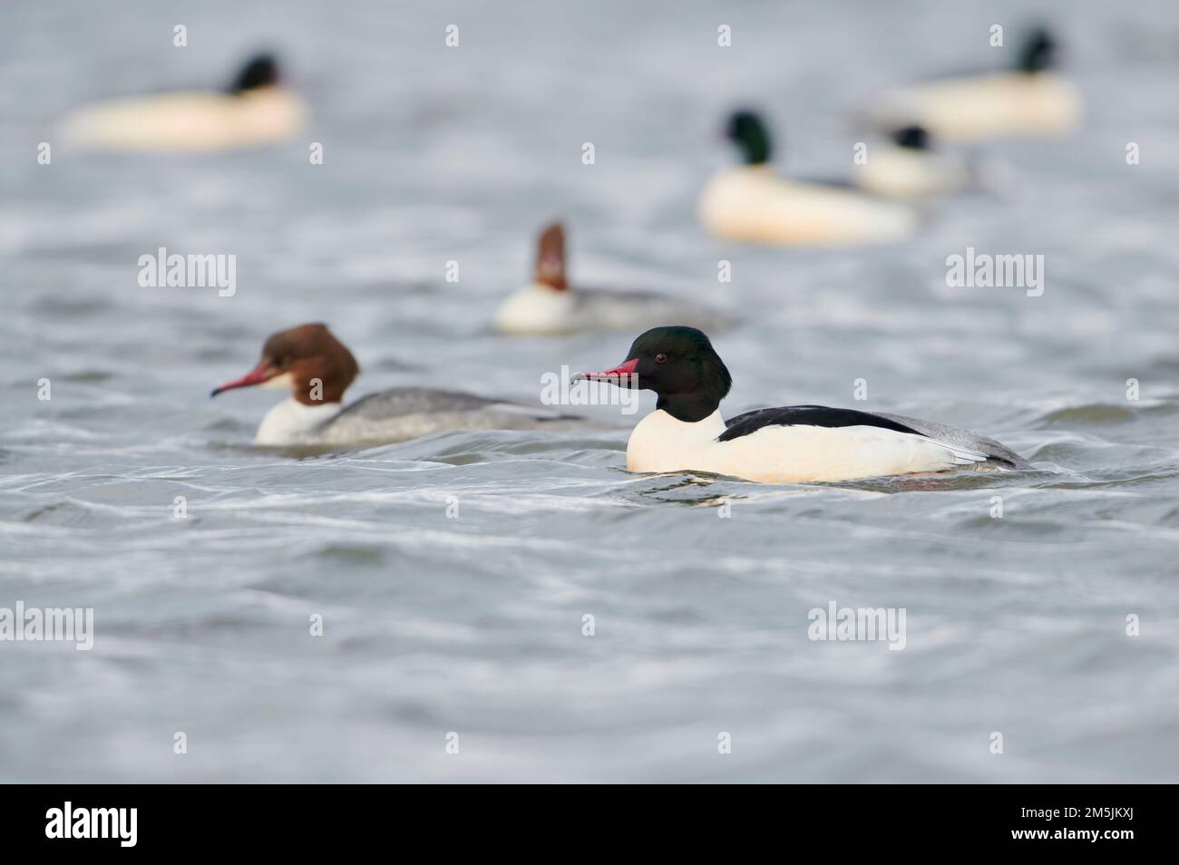 Maennlicher Gaensesaeger, Mergus merganser, Male comune merganser Foto Stock