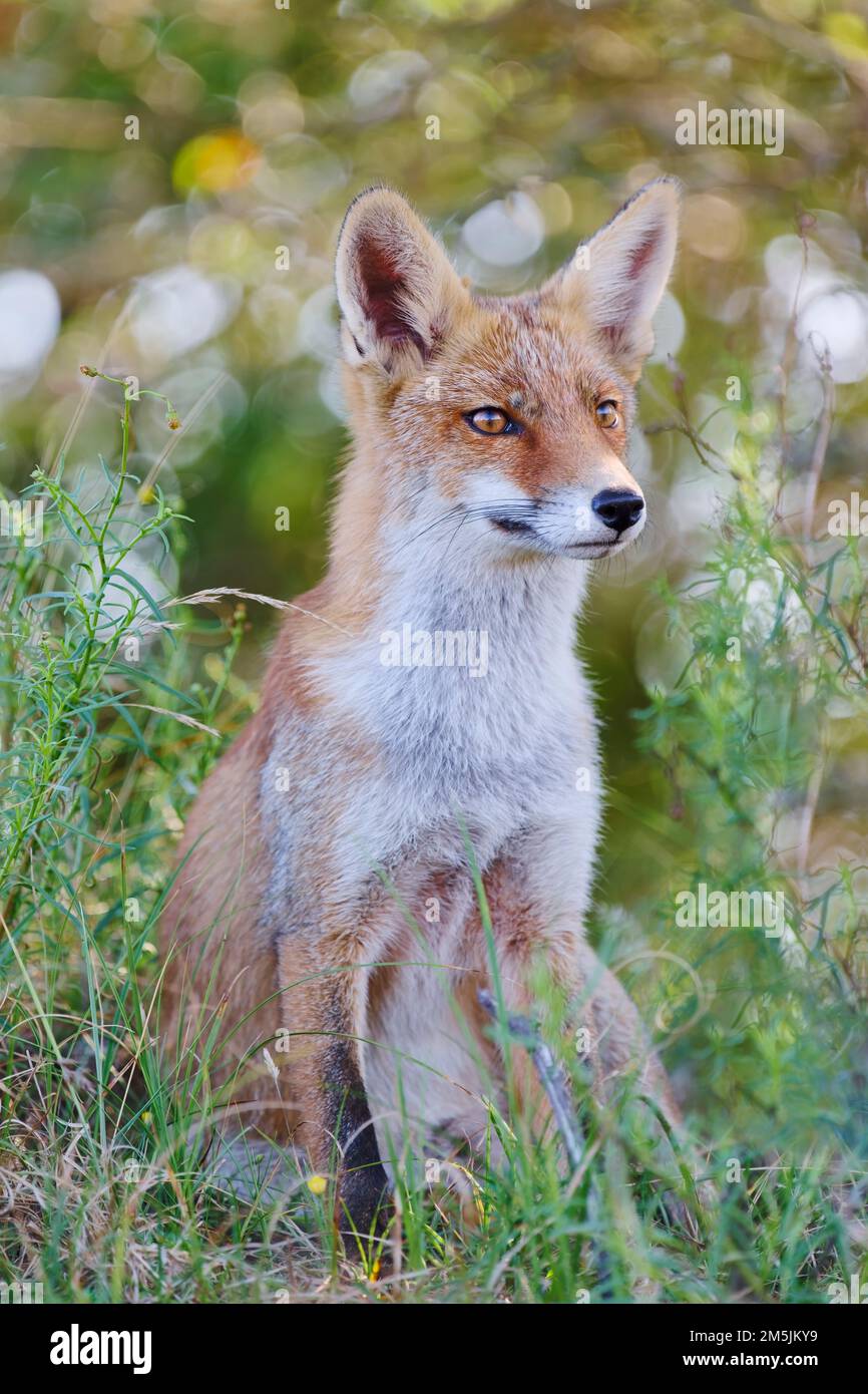 Rotfuchs, Vulpes vulpes, volpe rossa Foto Stock
