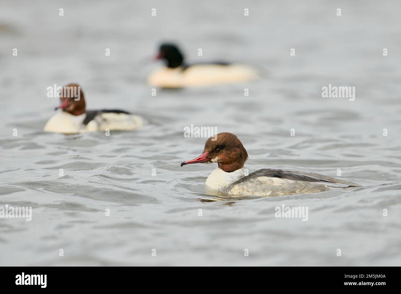 Weiblicher Gaensesaeger, Mergus merganser, femmina merganser comune Foto Stock