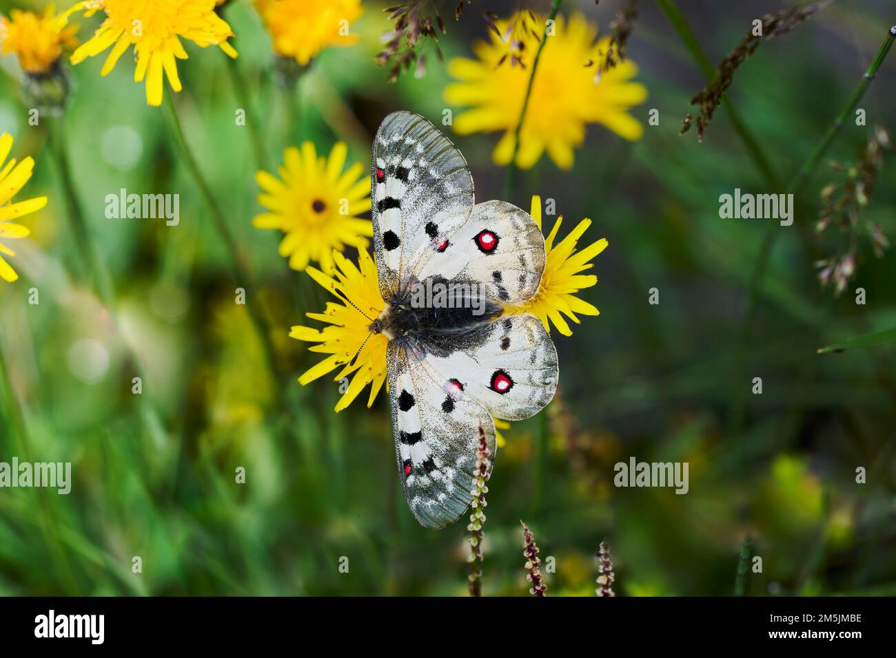 Alpenapollo, Parnassius sacredos, Alpine Apollo Butterfly Foto Stock
