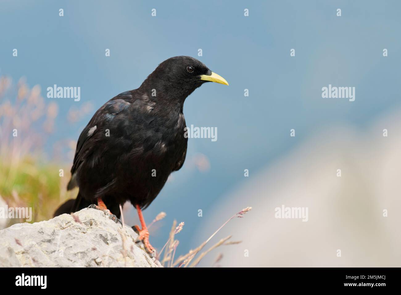 Alpendohle, graculus di Pyrhocorax, graculus alpino Foto Stock