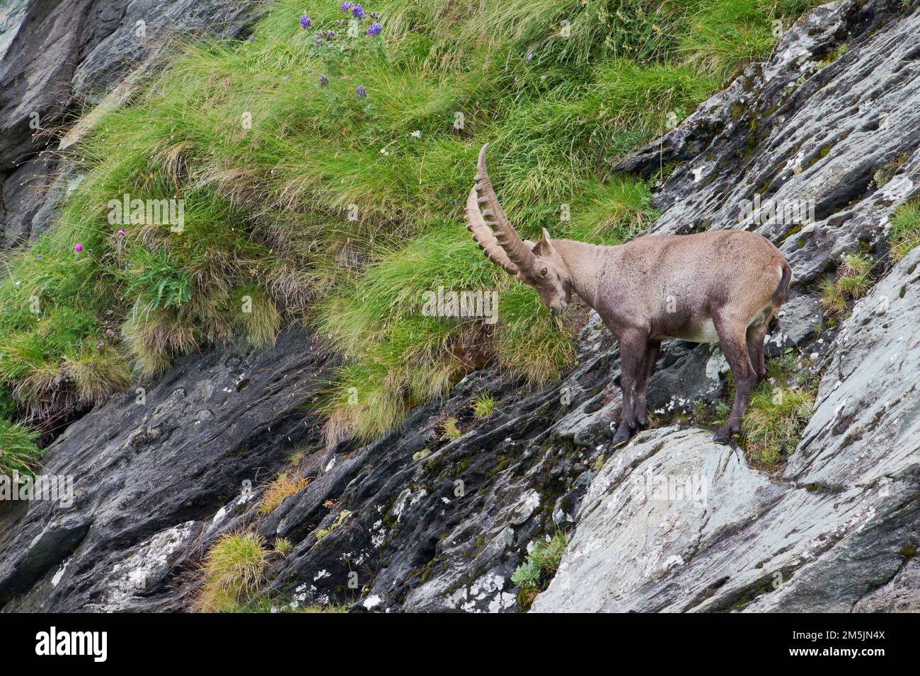 Alpensteinbock, Capra Ibex, Alpine Ibex Foto Stock