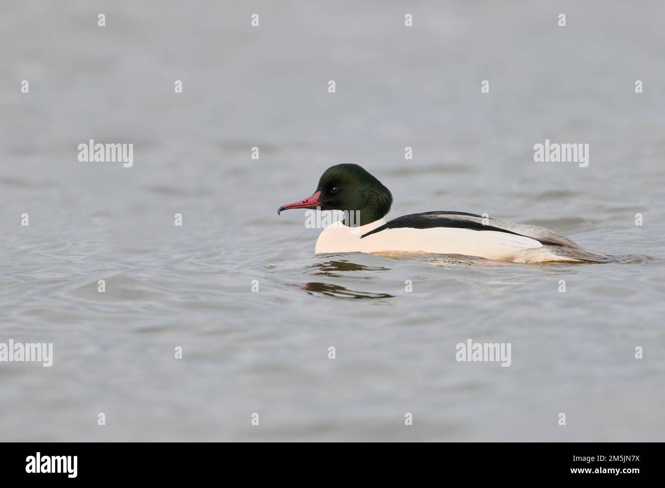 Maennlicher Gaensesaeger, Mergus merganser, Male comune merganser Foto Stock