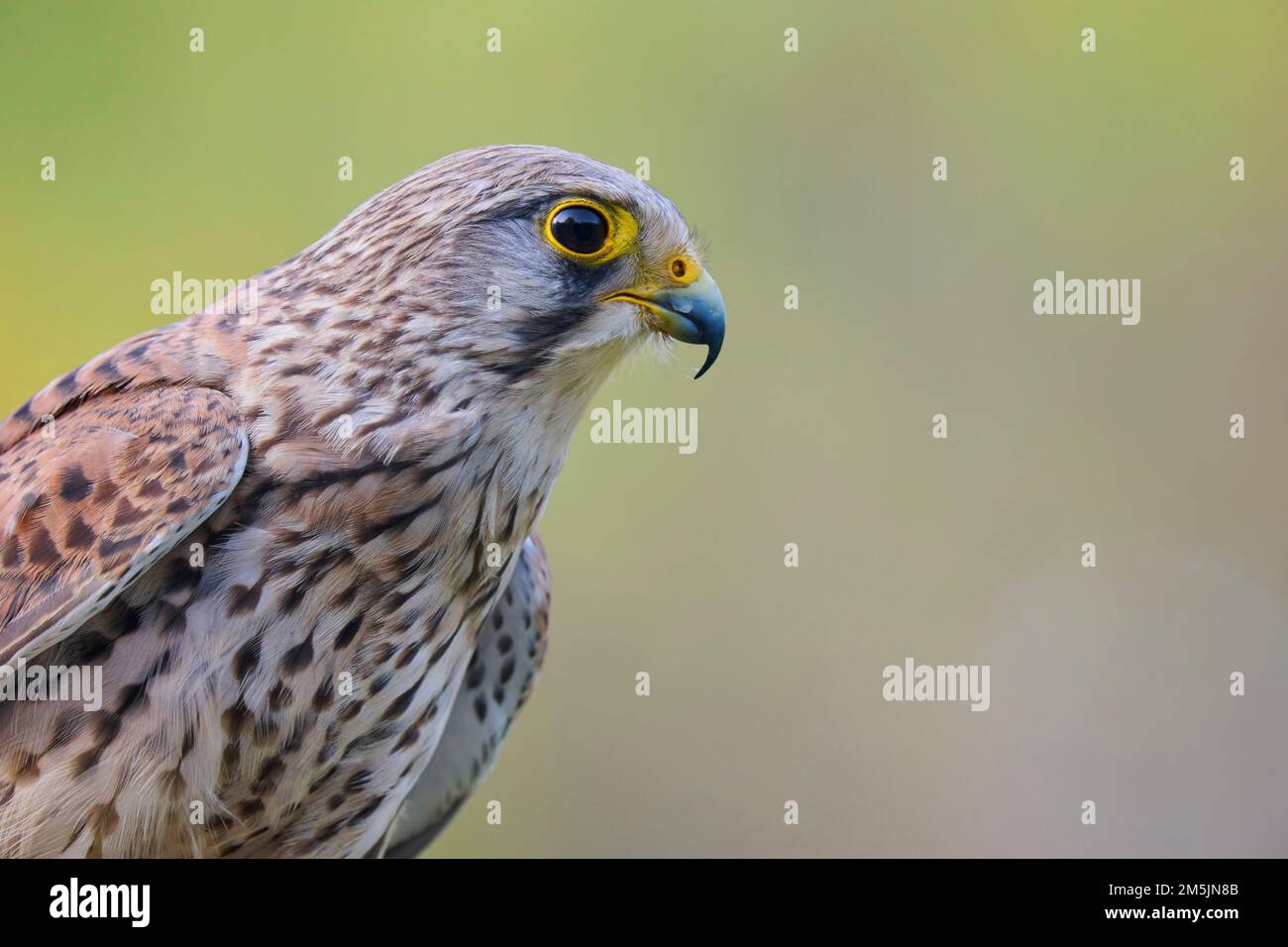Turmfalke, Falco tinnunculus, comune gheppio Foto Stock