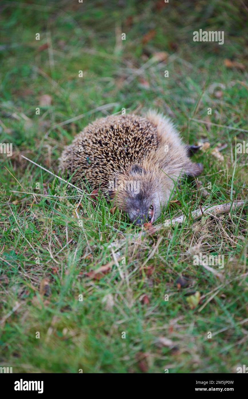 Westeuropaeischer Igel, Erinaceus europaeus, European Hedgehog Foto Stock