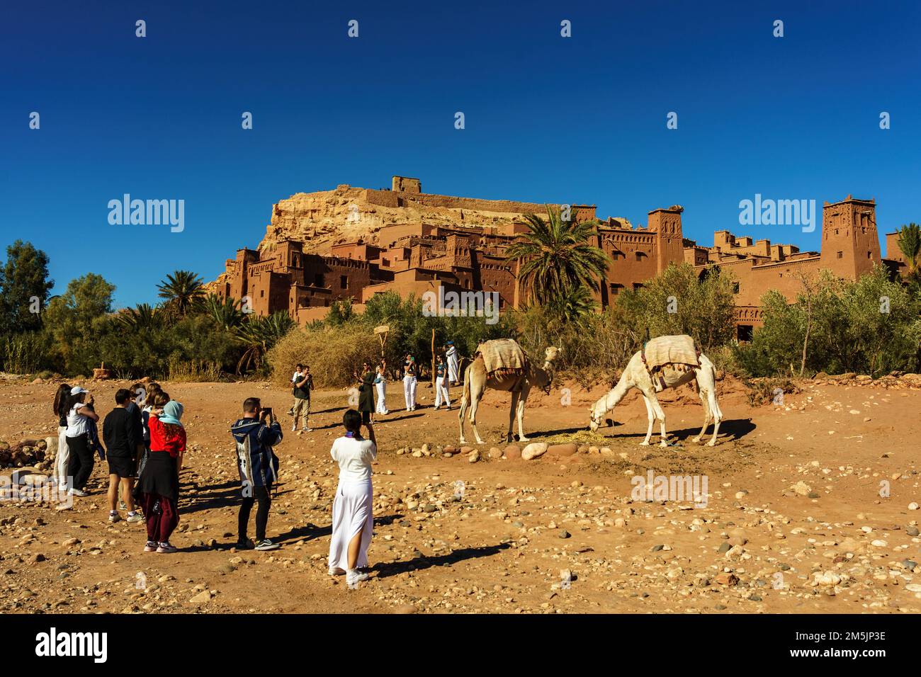 Marocco. Ksar d'Ait ben Haddou nelle montagne dell'Atlante del Marocco. Patrimonio dell'umanità dell'UNESCO dal 1987. Un gruppo di turisti scatta foto di cammelli Foto Stock