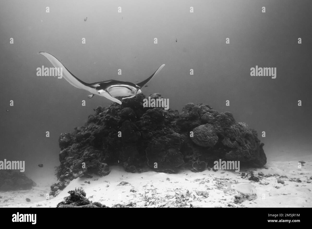 Un colpo in scala di grigi di un gigantesco pesce mante oceanico che nuota intorno al corallo nell'oceano Foto Stock