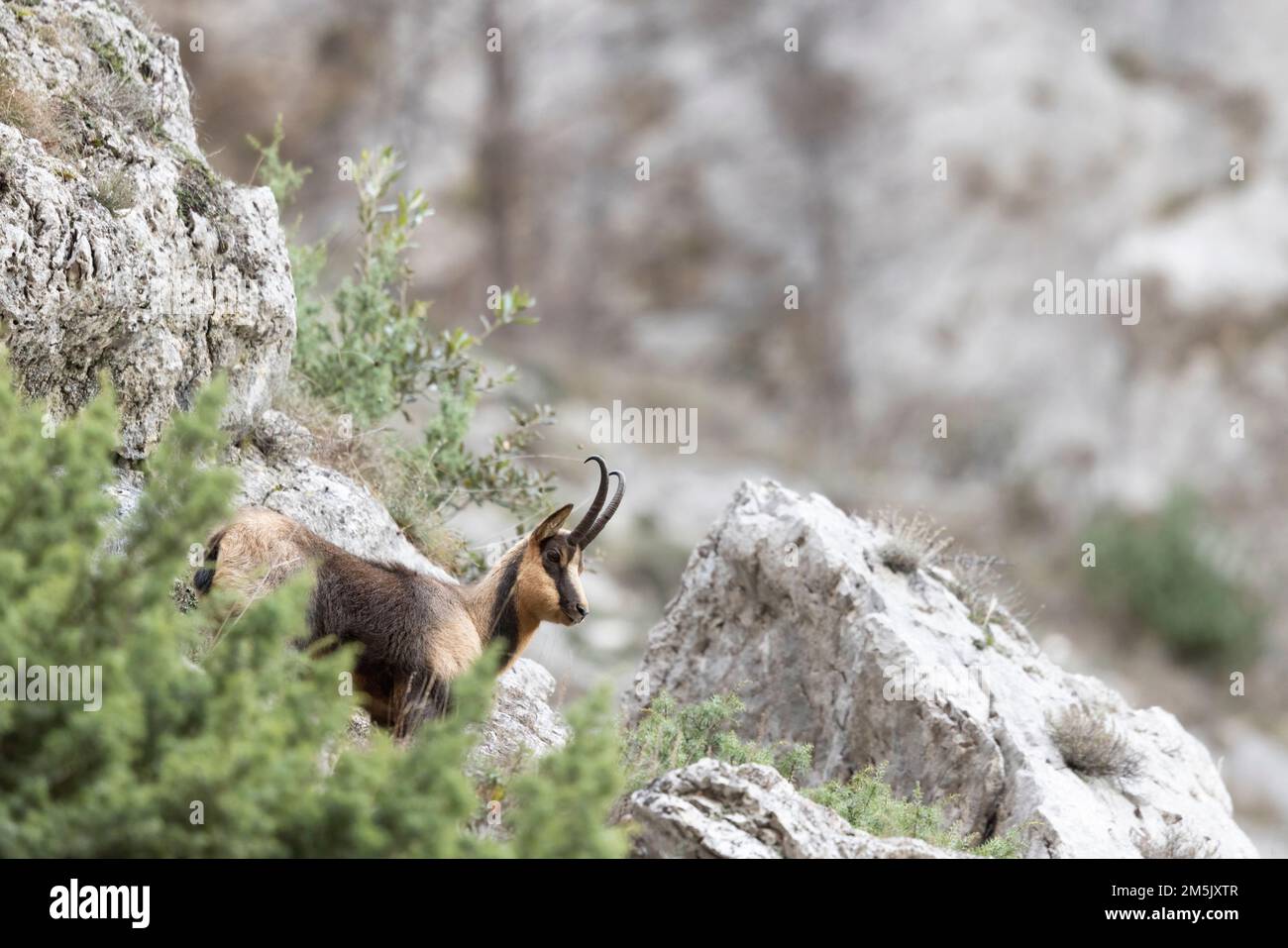 Camosci appenninici nel Parco Nazionale della Majella, Abruzzo, Italia. Foto Stock