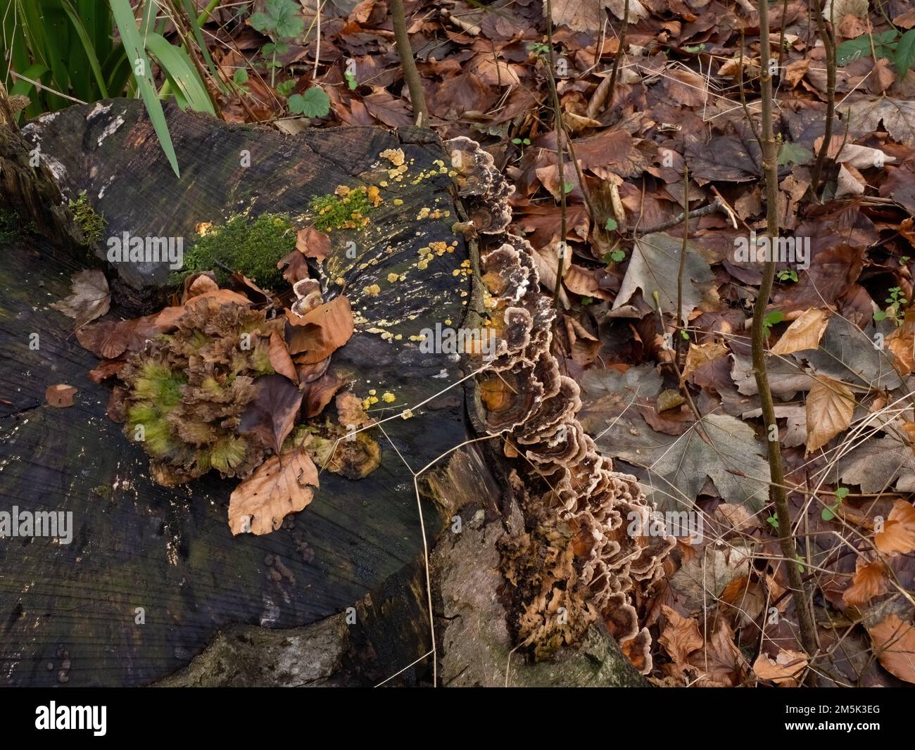 Diversi tipi di funghi, muschio e muffa su vecchio ceppo di albero in Sussex woodland, in Inghilterra Foto Stock