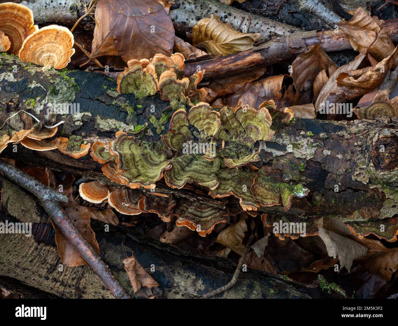 Turkeytail Fungus colore verde su ramo decadente in inglese Woodland Foto Stock