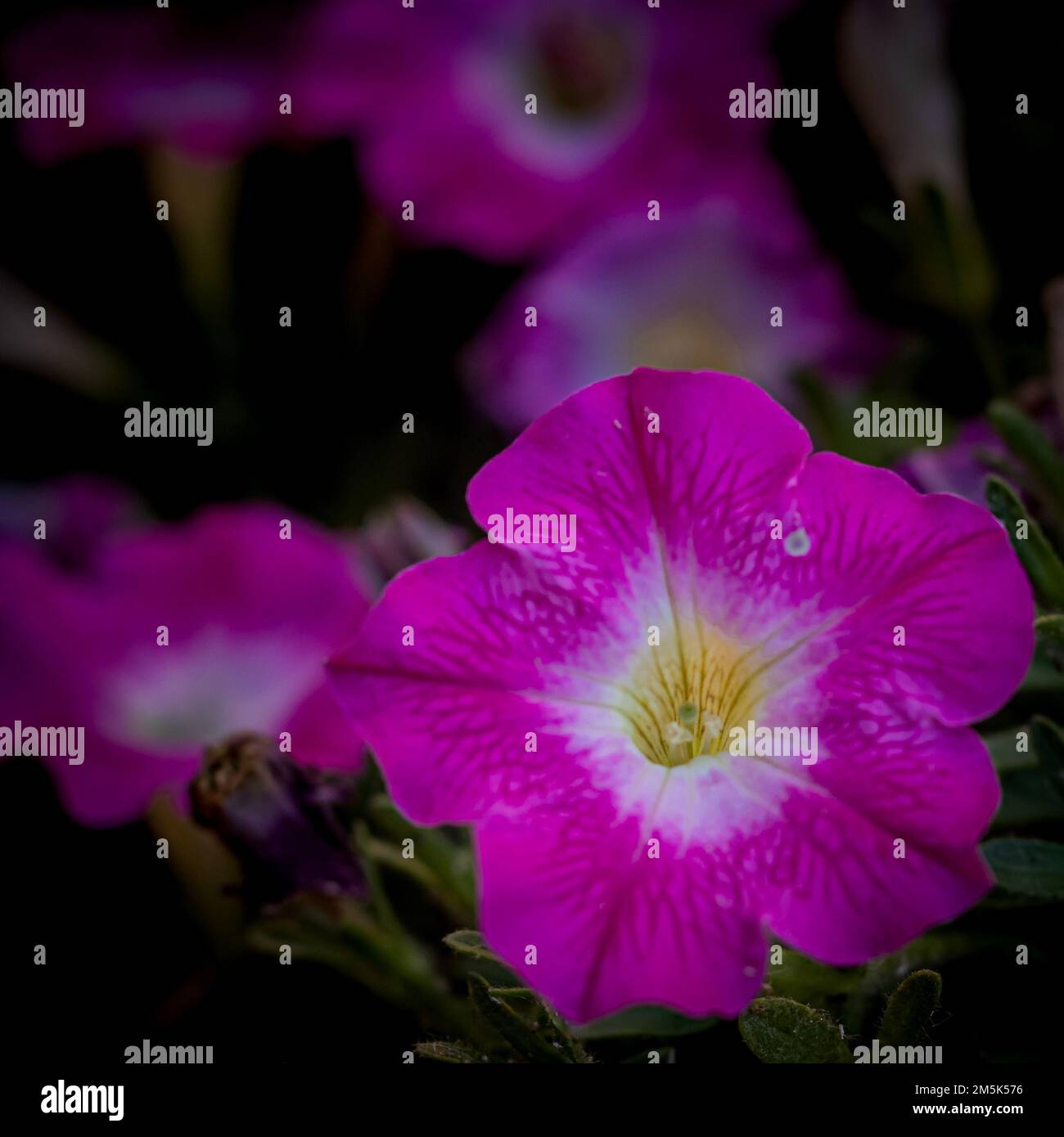 petunie di fucsia nel giardino Foto Stock