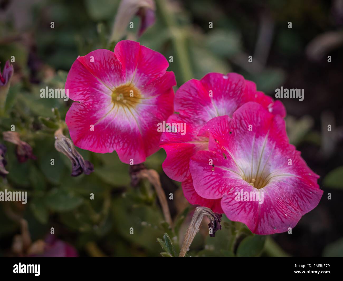 petunie fucsia primo piano nel giardino con fondo verde naturale Foto Stock