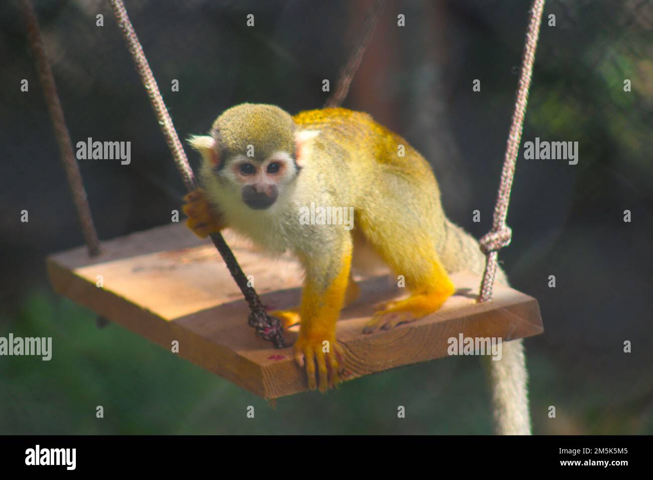 Comune di Scimmia di scoiattolo Foto Stock