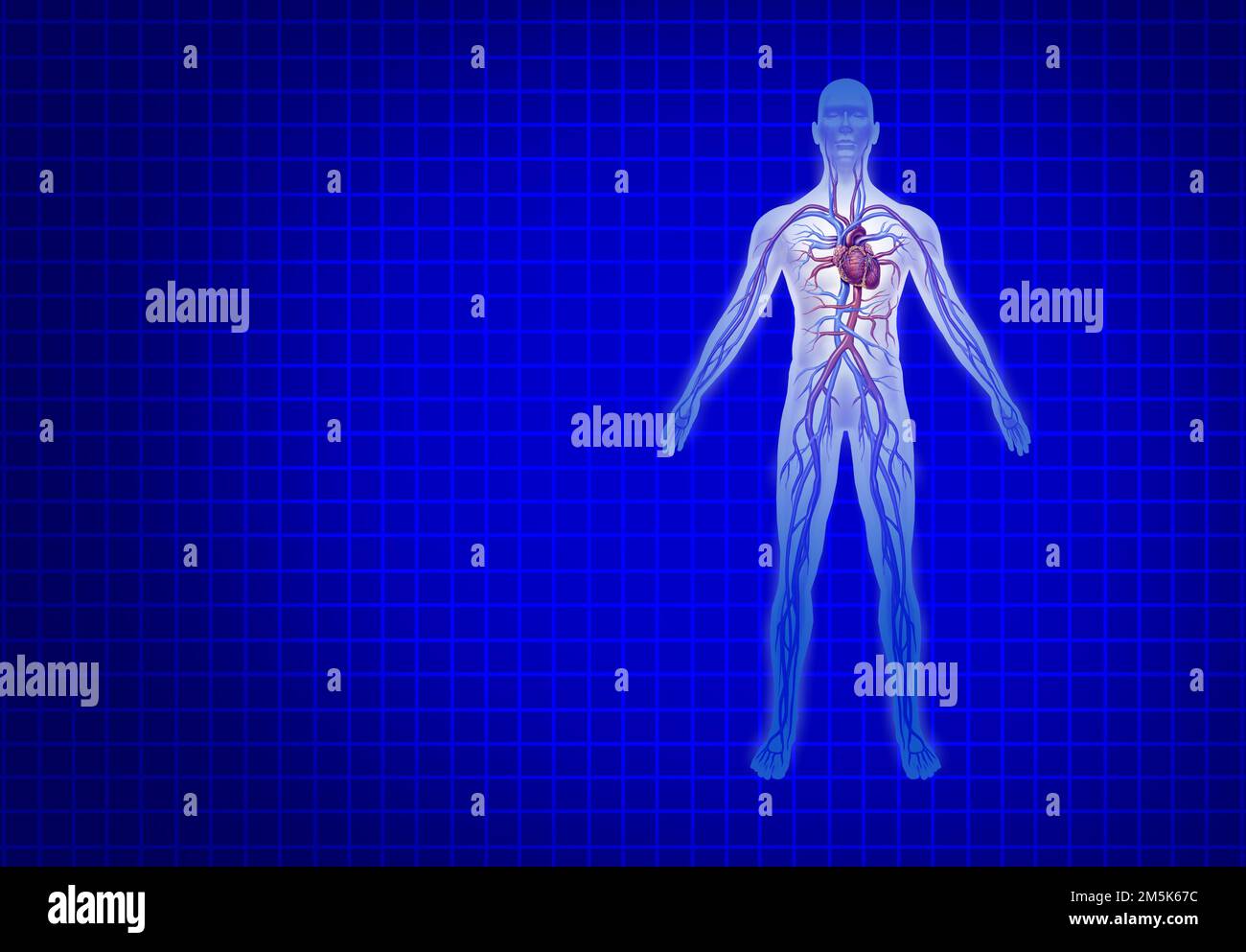 Circolazione cardiovascolare umana su sfondo blu con cuore e arterie anatomia da un corpo sano su sfondo blu come una sanità medica Foto Stock
