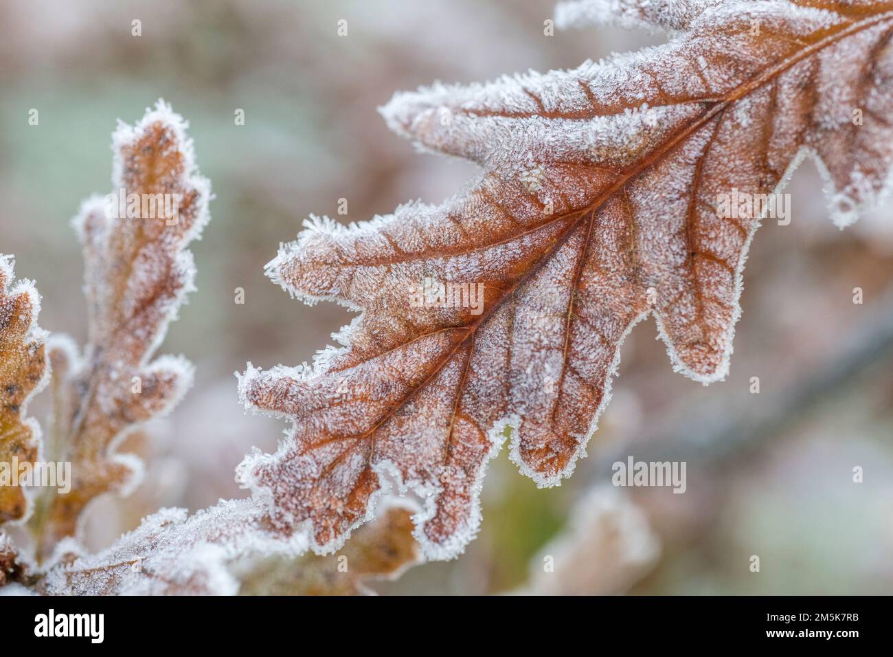 Colpo vicino di foglia di quercia / Quercus ricoperta di ghiaccio alla luce del mattino presto. Per il Regno Unito con basse temperature, brividi invernali, ecc. Quercia una volta usato in rimedi di erbe. Foto Stock