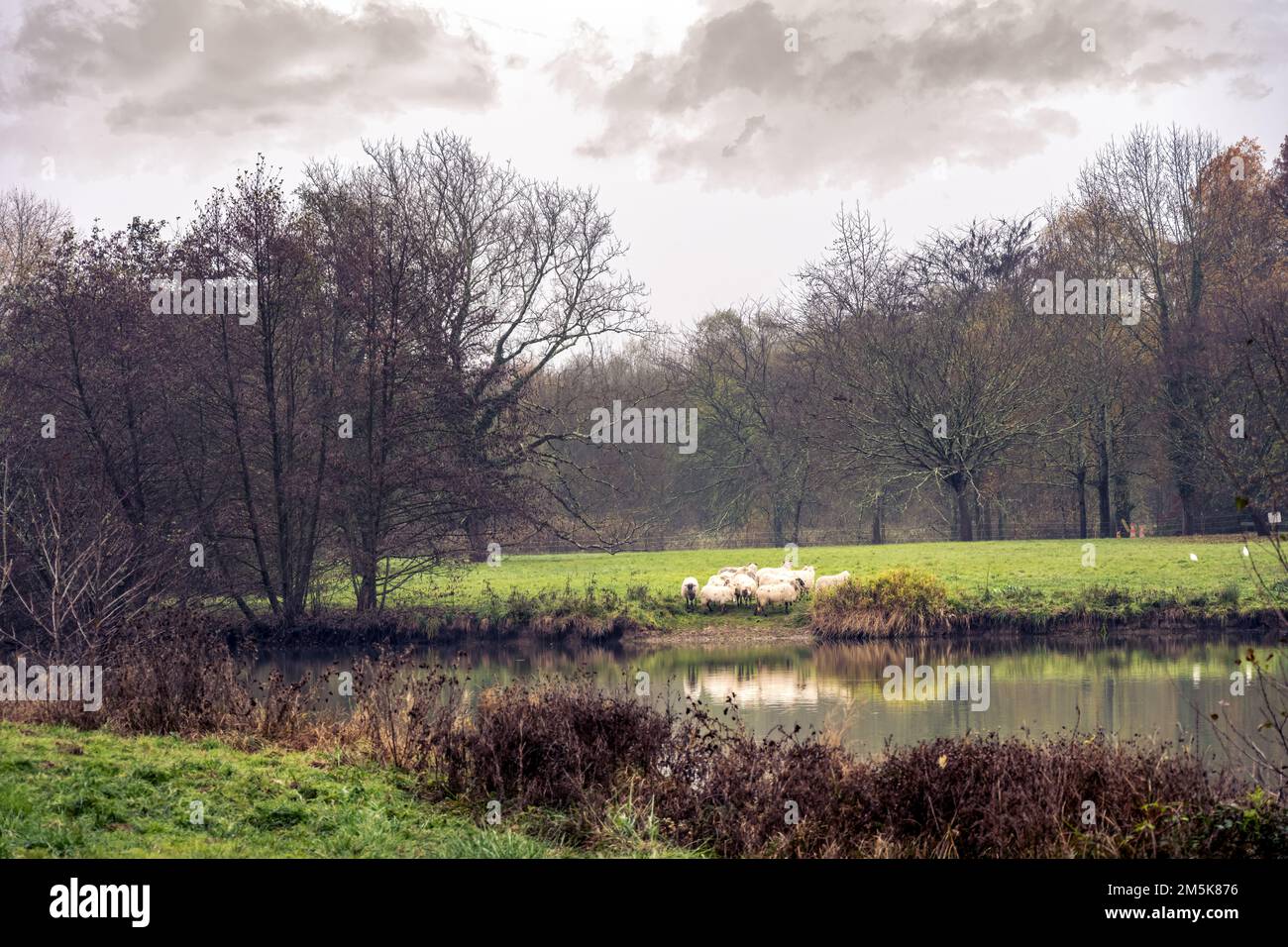 Gregge di pecore in un campo vicino ad un lago in autunno in una giornata nuvolosa Foto Stock