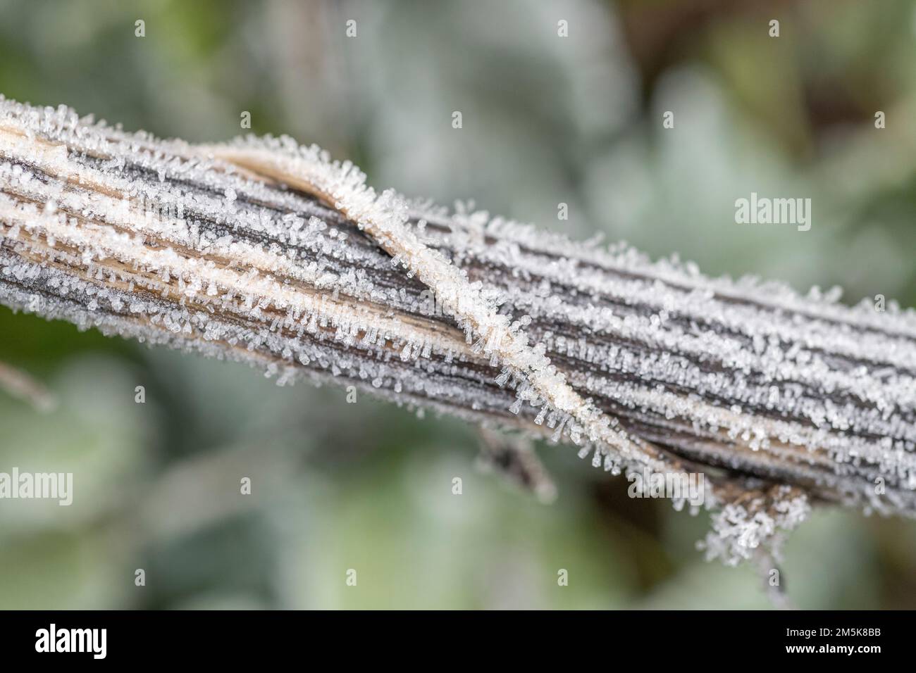 Colpo vicino di congelato gelo-coperto stelo morto di Hogweed / Heracleum sphondylium avvolto intorno da tendri morti di Honeysuckle / Lonicera periclymenum. Foto Stock