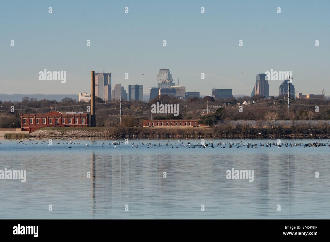 Un grande gregge di uccelli che nuotano vicino alla stazione di pompaggio sulla riva lontana del Lago White Rock con lo skyline di Dallas sullo sfondo. Foto Stock