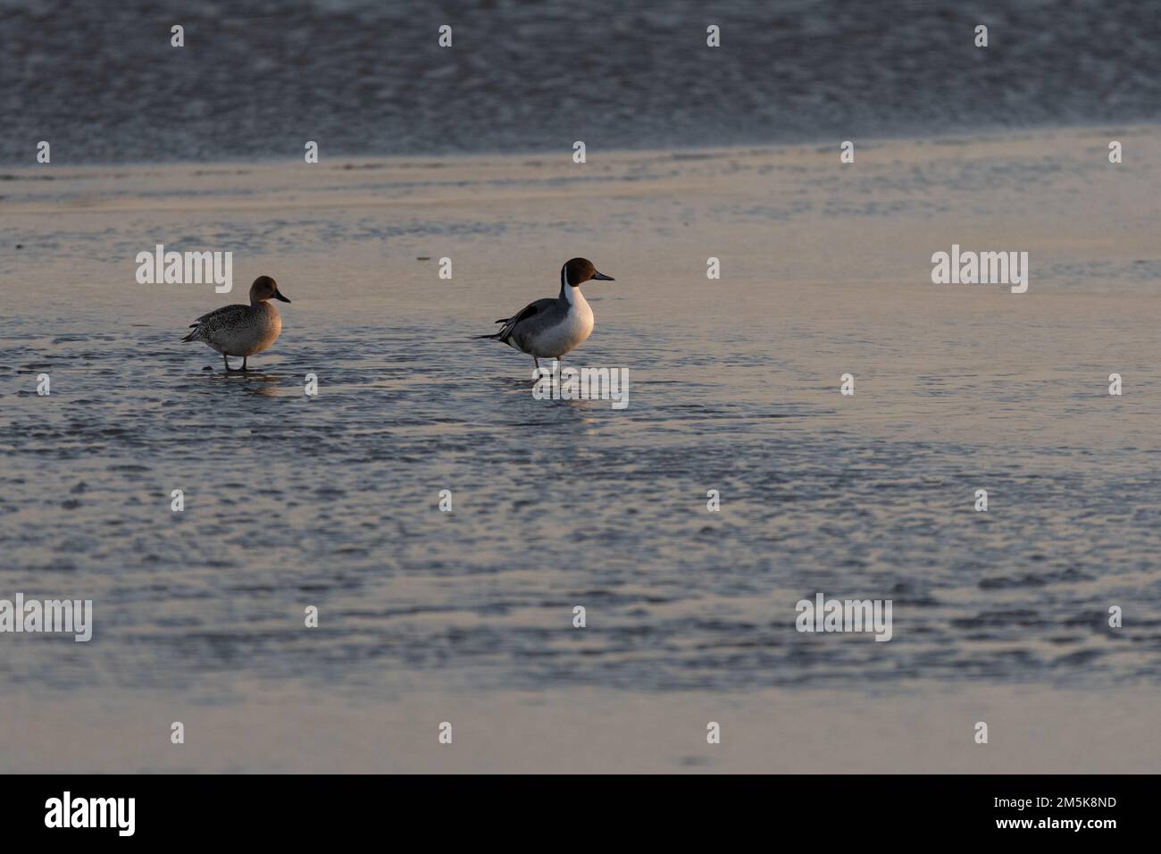 Un paio di anatre di Pintail Settentrionali che camminano sul ghiaccio coprendo la superficie di un lago ghiacciato in una fredda mattinata invernale. Foto Stock