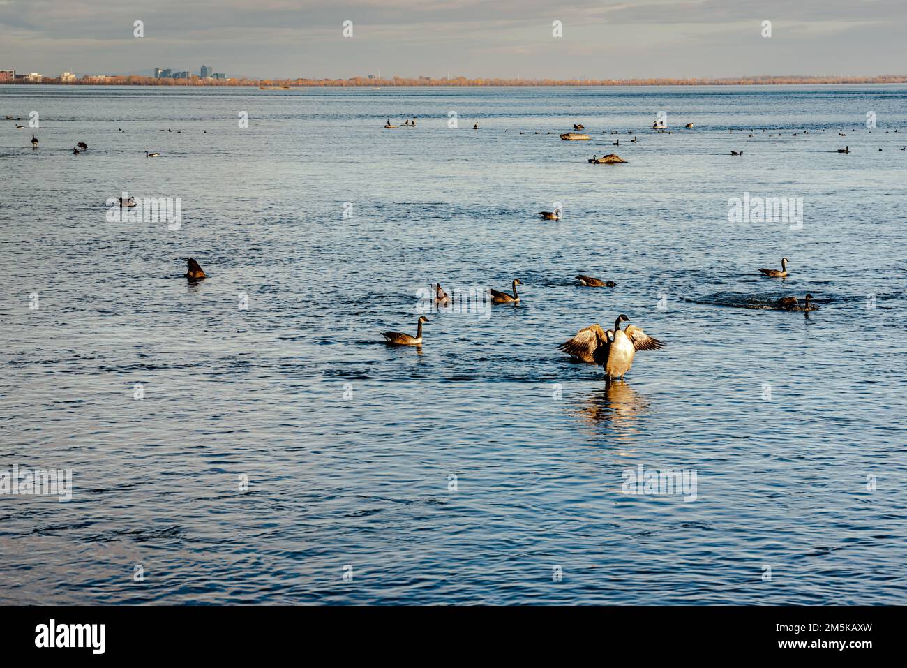 Fiume Saint-Lawrence, rapide di Lachine in LaSalle, Montreal Quebec, Canada Foto Stock