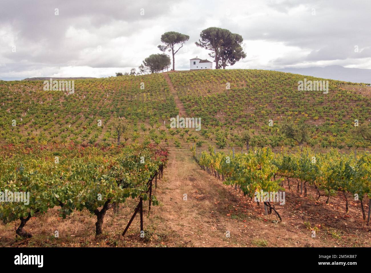 Un vigneto sulle colline del Bierzo, nella Spagna settentrionale, vicino a Villafranca del Bierzo. Foto Stock