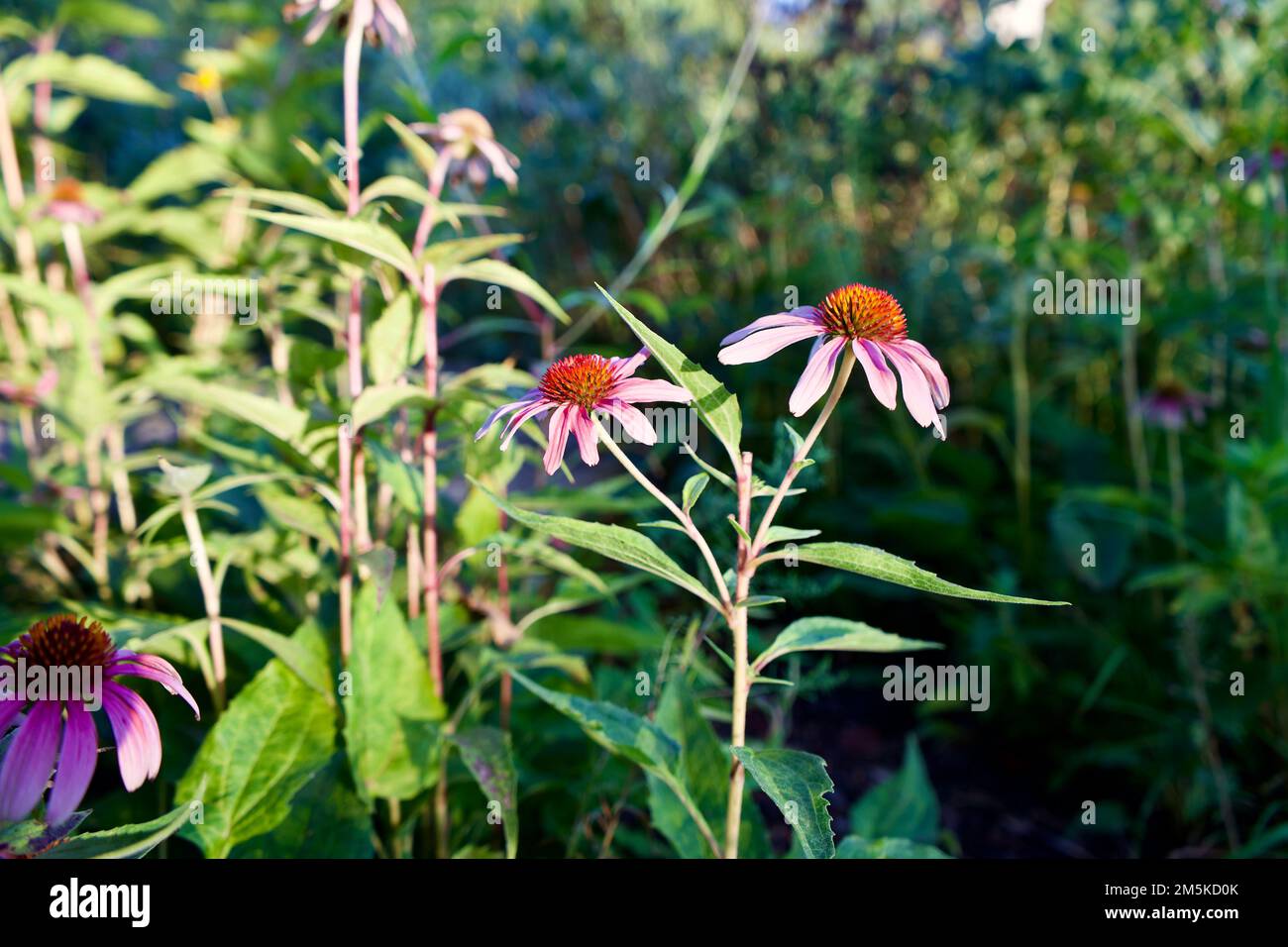 Un primo piano di fiori di porpora, Echinacea purpurpurea catturato nei giardini della Kansas state University Foto Stock