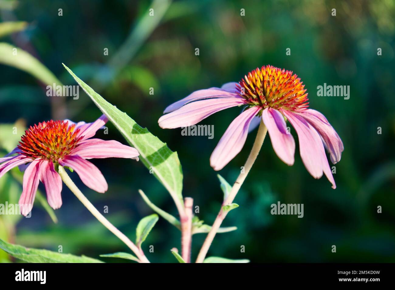 Un primo piano di fiori di porpora, Echinacea purpurpurea catturato nei giardini della Kansas state University Foto Stock