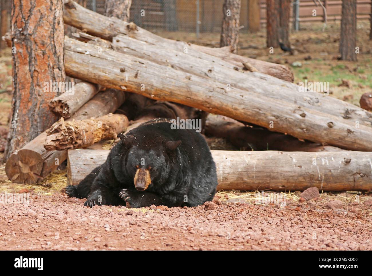 L'orso nero riposa Foto Stock