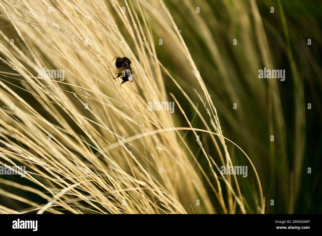 Un piccolo bombo catturato su erba secca nei Kansas state University Gardens Foto Stock
