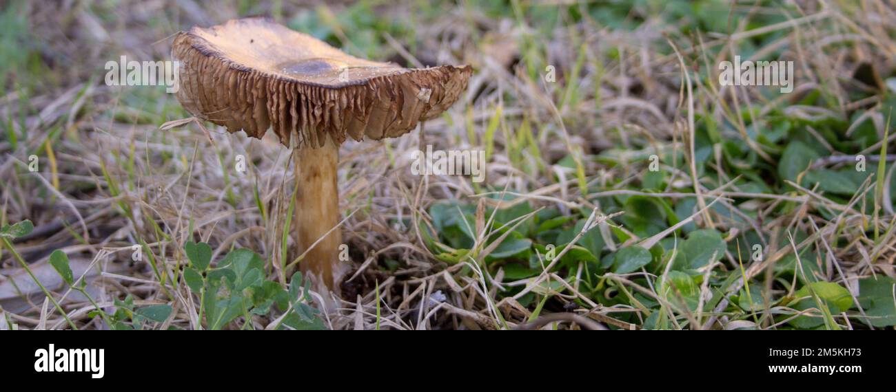 Immagine di un fungo selvaggio trovato in campagna. Raccolta a fungo. Banner orizzontale Foto Stock