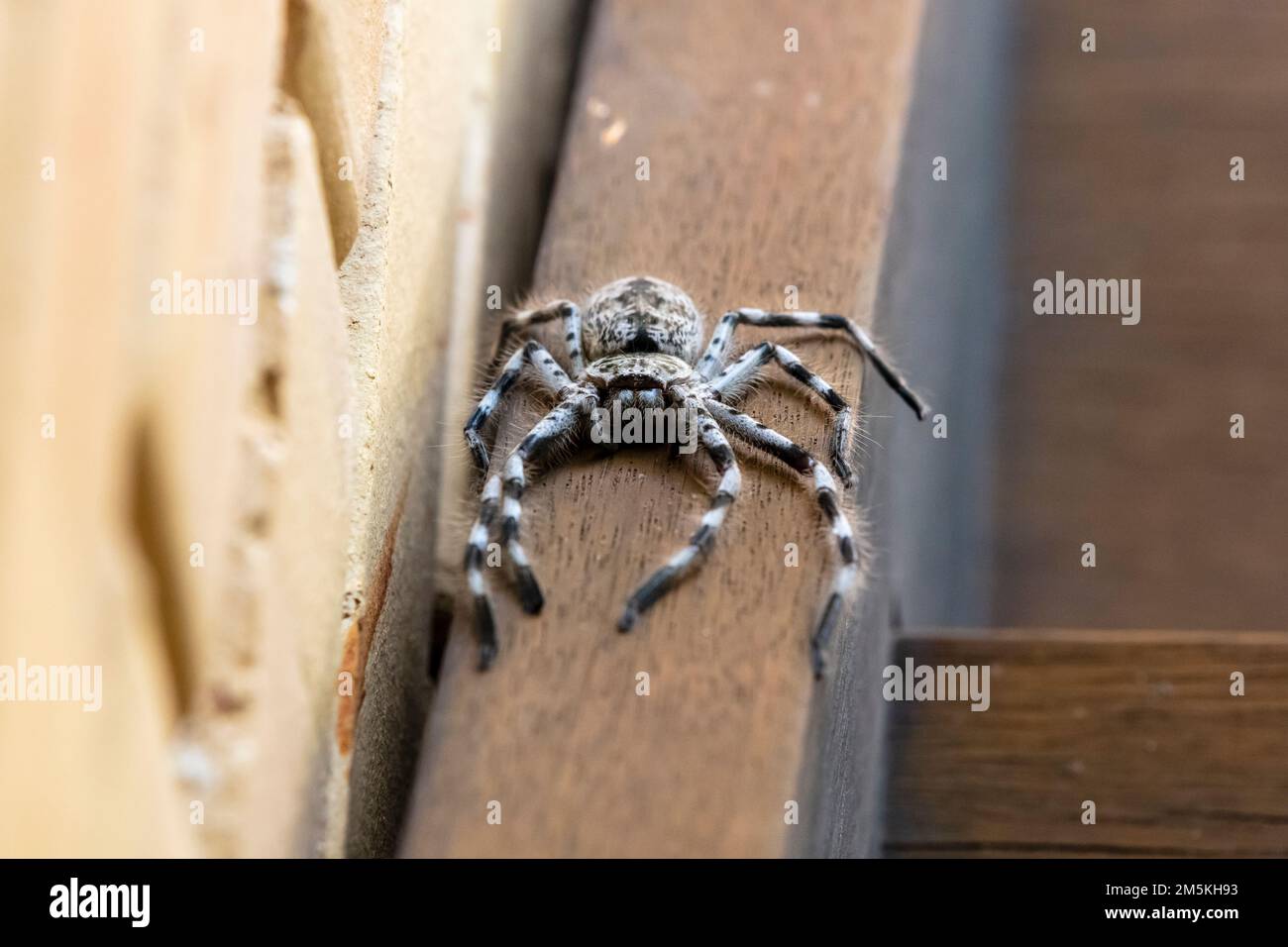 Fotografia di un grande Huntsman Spider che riposa sotto il sole su scale di legno che conducono ad una piattaforma ricreativa all'aperto Foto Stock