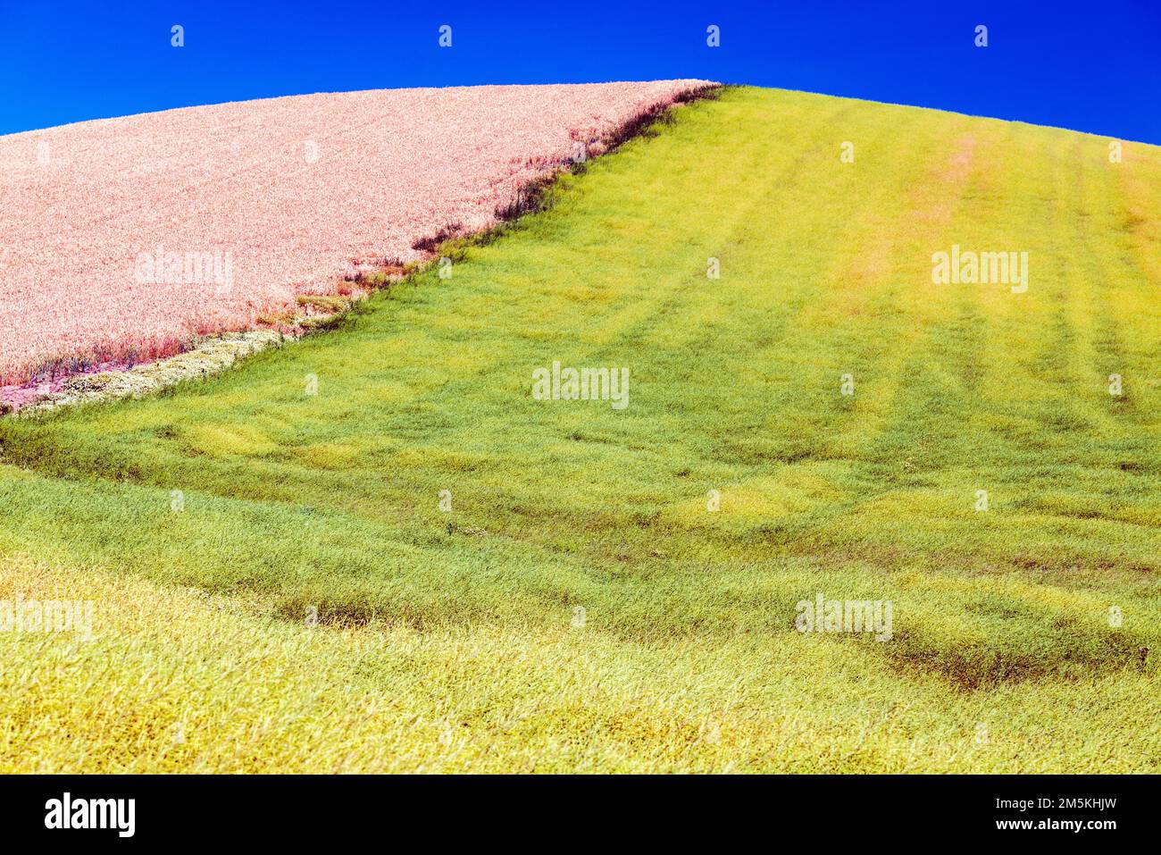 Campi di fattoria bellissimi e colorati; regione di Palouse; stato di Washington; Stati Uniti d'America Foto Stock