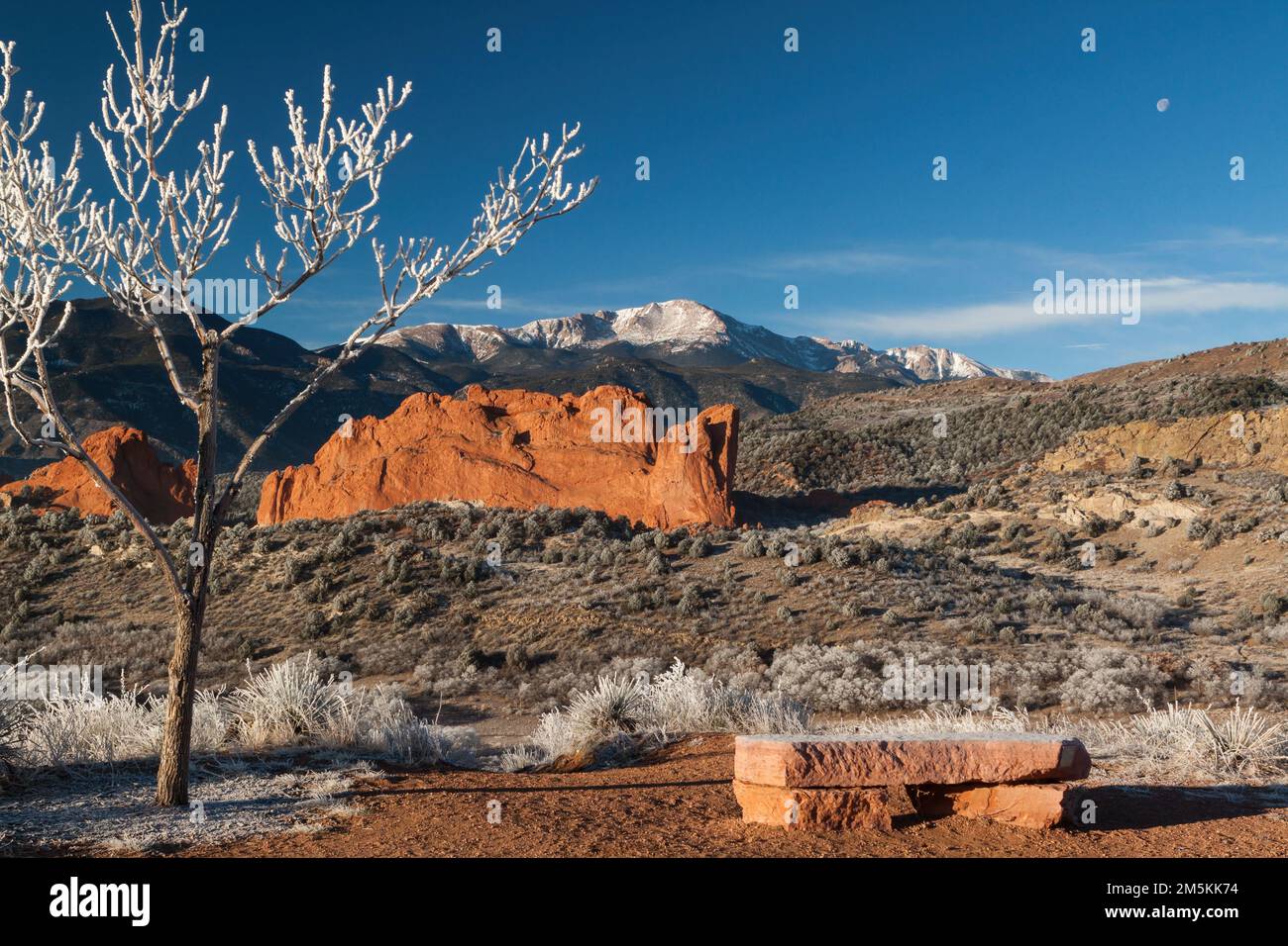 Un piccolo albero è coperto di brina con North Gateway Rock in Garden of the Gods e Pikes Peak sullo sfondo Foto Stock