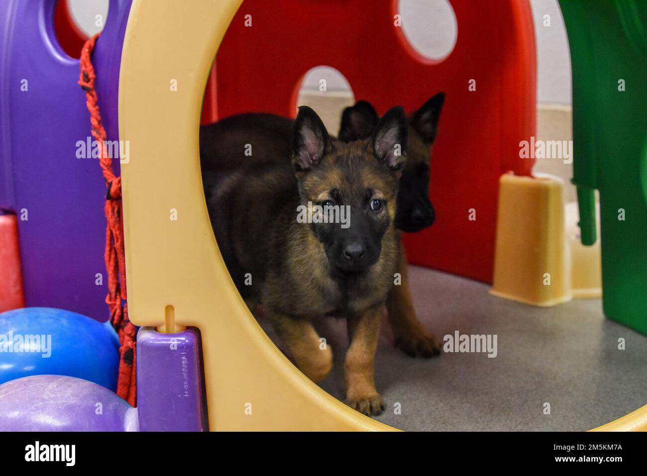 Cuccioli del programma militare di allevamento del cane del 341 Training Squadron suonano il giorno nazionale dei cuccioli, 23 marzo 2022. Il TRS 341, parte della 37th Training Wing sulla base comune di San Antonio-Lackland, allena tutti i cani militari che lavorano per l'intero Dipartimento della Difesa, e il suo programma Foster consente ai membri della comunità di socializzare i cuccioli prima che siano pronti per iniziare l'addestramento. Foto Stock