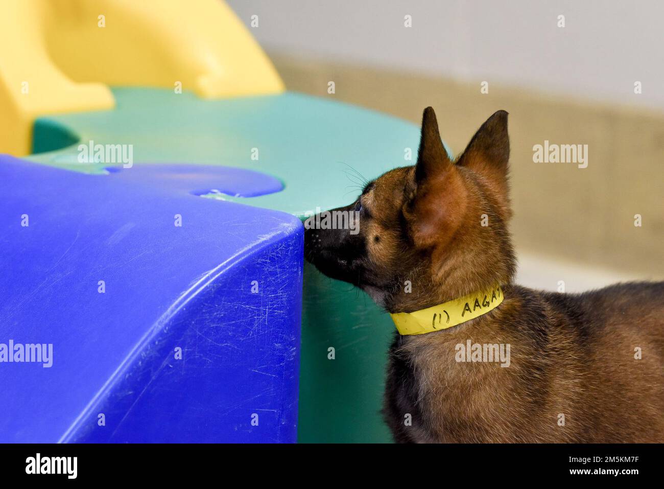 Cuccioli del programma militare di allevamento del cane del 341st Training Squadron suonano il giorno nazionale dei cuccioli, 23 marzo 2022. Il TRS 341, parte della 37th Training Wing sulla base comune di San Antonio-Lackland, allena tutti i cani militari che lavorano per l'intero Dipartimento della Difesa, e il suo programma Foster consente ai membri della comunità di socializzare i cuccioli prima che siano pronti per iniziare l'addestramento. Foto Stock