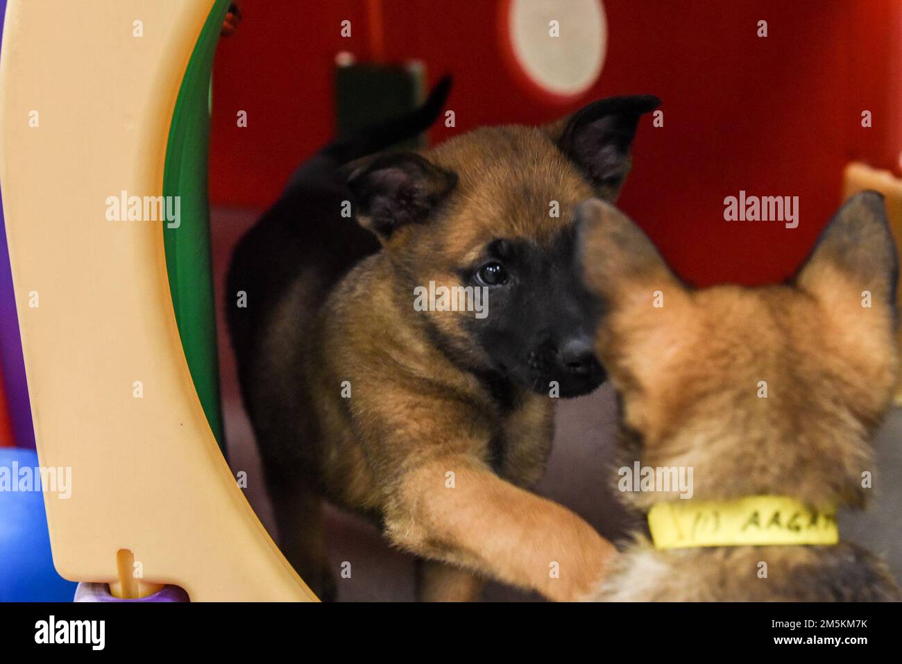 Cuccioli del programma militare di allevamento del cane del 341 Training Squadron suonano il giorno nazionale dei cuccioli, 23 marzo 2022. Il TRS 341, parte della 37th Training Wing sulla base comune di San Antonio-Lackland, allena tutti i cani militari che lavorano per l'intero Dipartimento della Difesa, e il suo programma Foster consente ai membri della comunità di socializzare i cuccioli prima che siano pronti per iniziare l'addestramento. Foto Stock